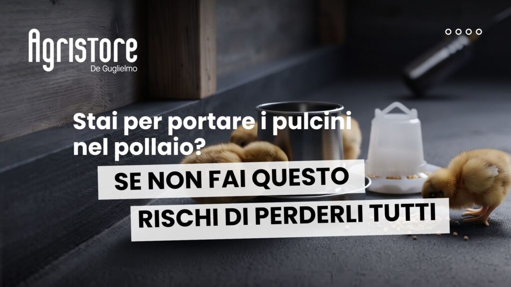Come Sanificare e Sterilizzare il Pollaio Guida Completa per l'Arrivo dei Pulcini
