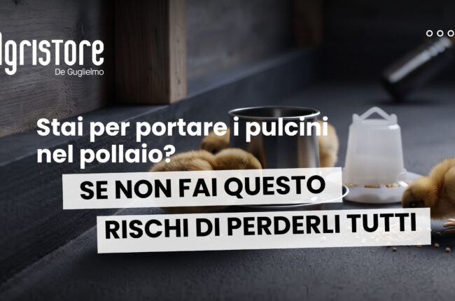 Come Sanificare e Sterilizzare il Pollaio Guida Completa per l'Arrivo dei Pulcini